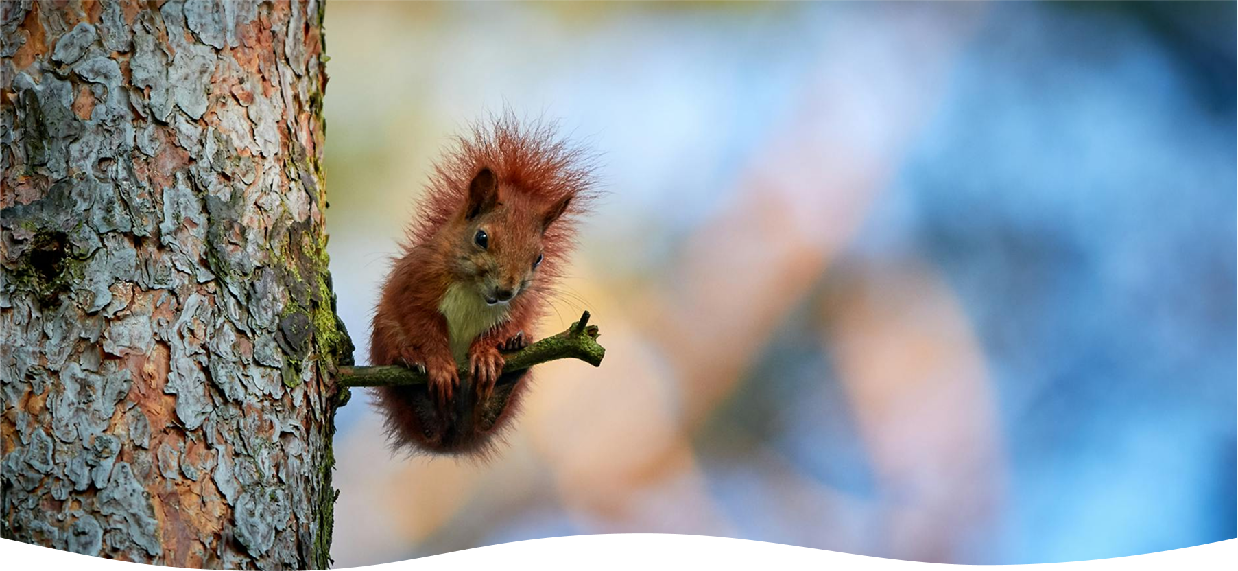 Illustratie eekhoorn hero beeld